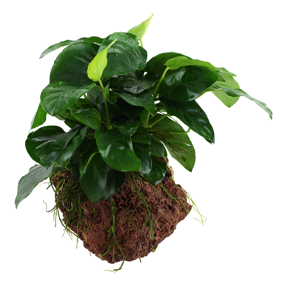 Anubias barteri nana