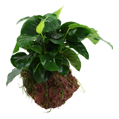 Anubias barteri nana