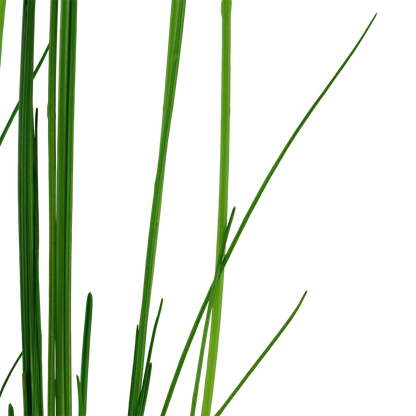 Eleocharis montevidensis
