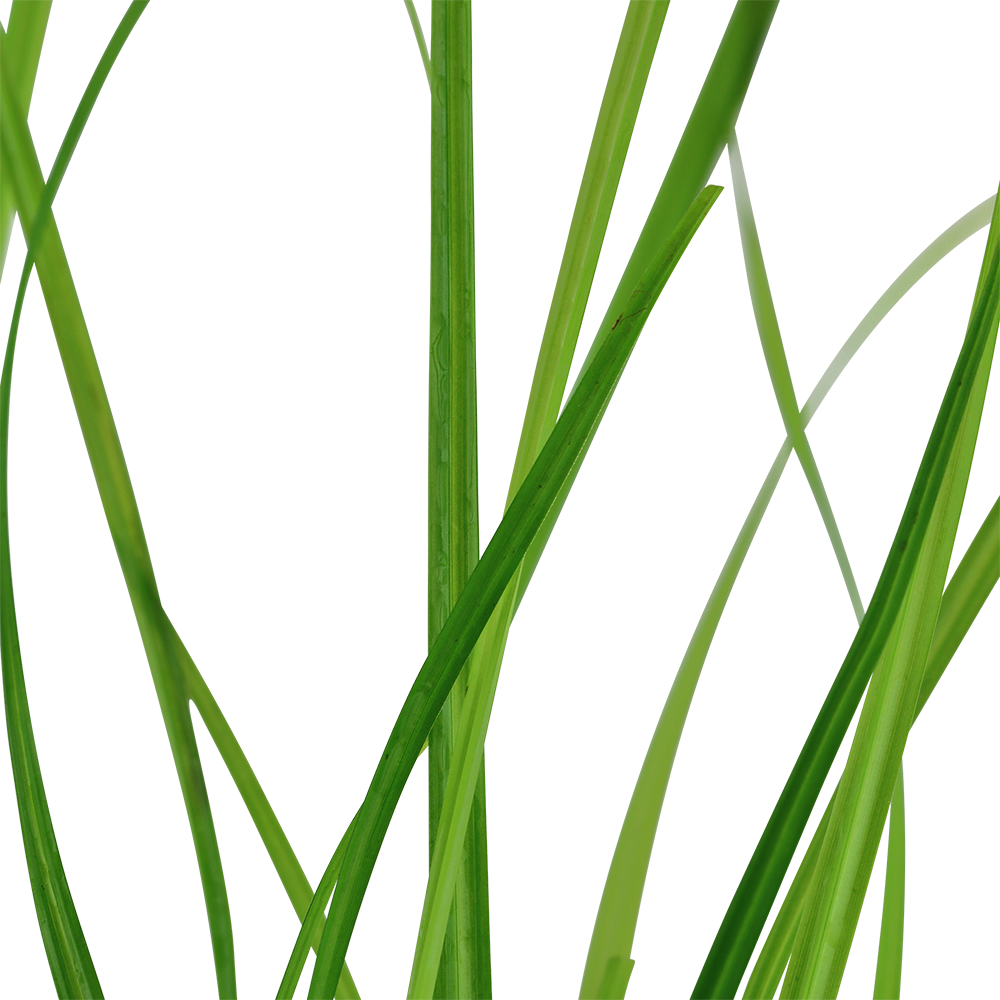 Cyperus helferi