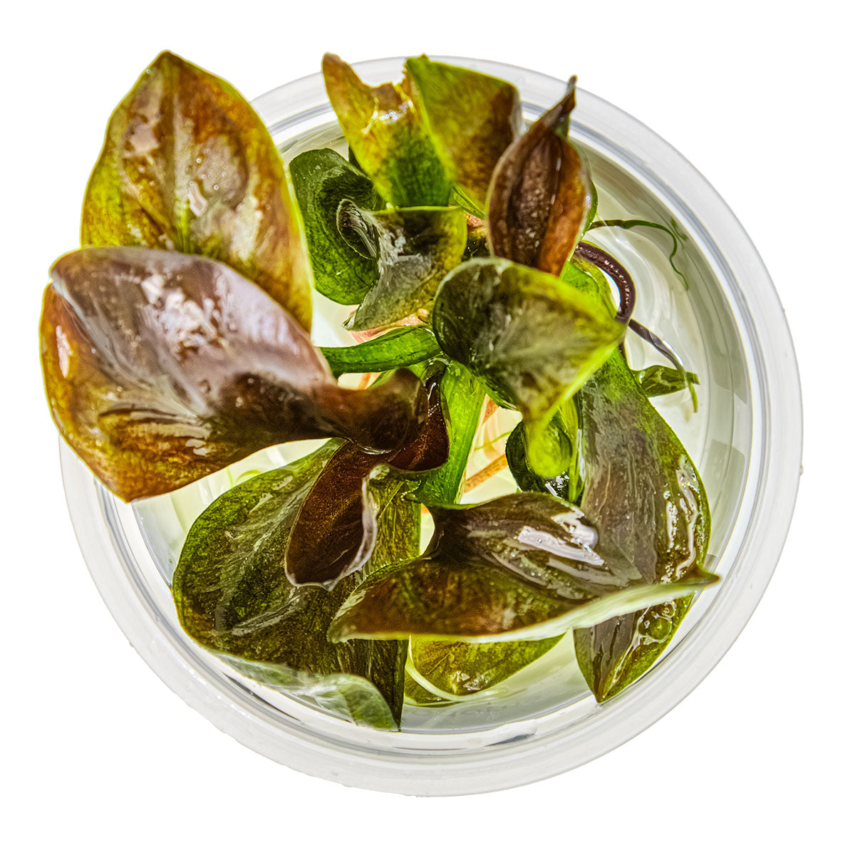 Echinodorus 'Reni'