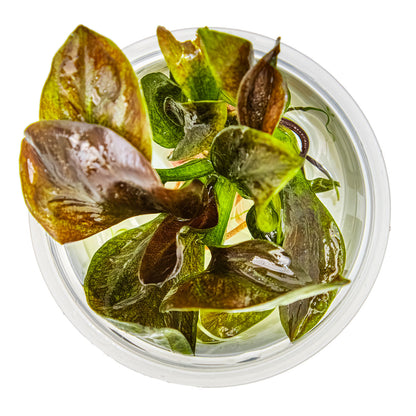 Echinodorus 'Reni'