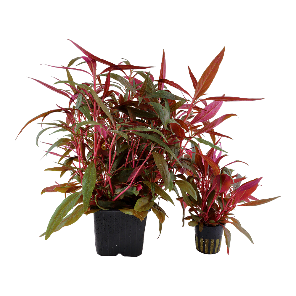 Alternanthera reineckii 'Pink'