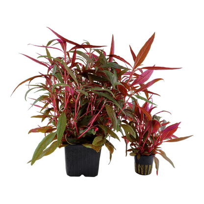 Alternanthera reineckii 'Pink'