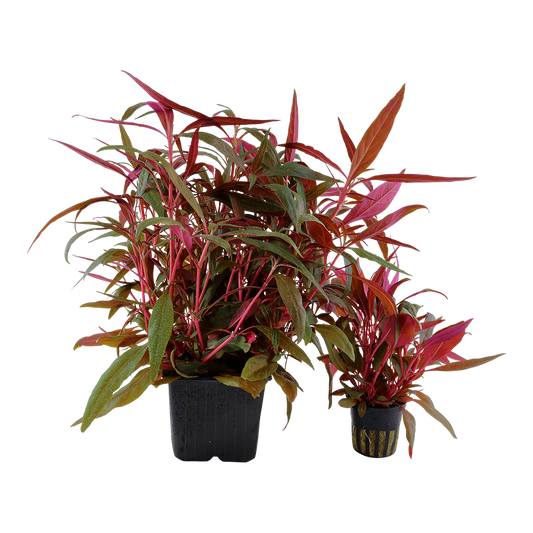 Alternanthera reineckii 'Pink'