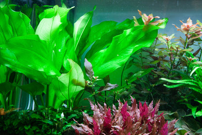 Echinodorus cordifolius 'Fluitans'