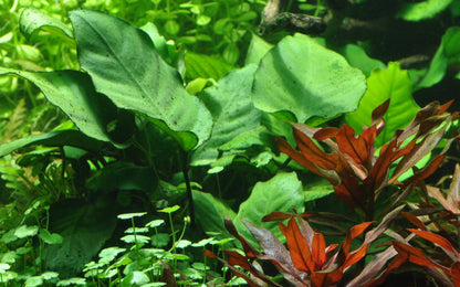 Anubias barteri caladiifolia