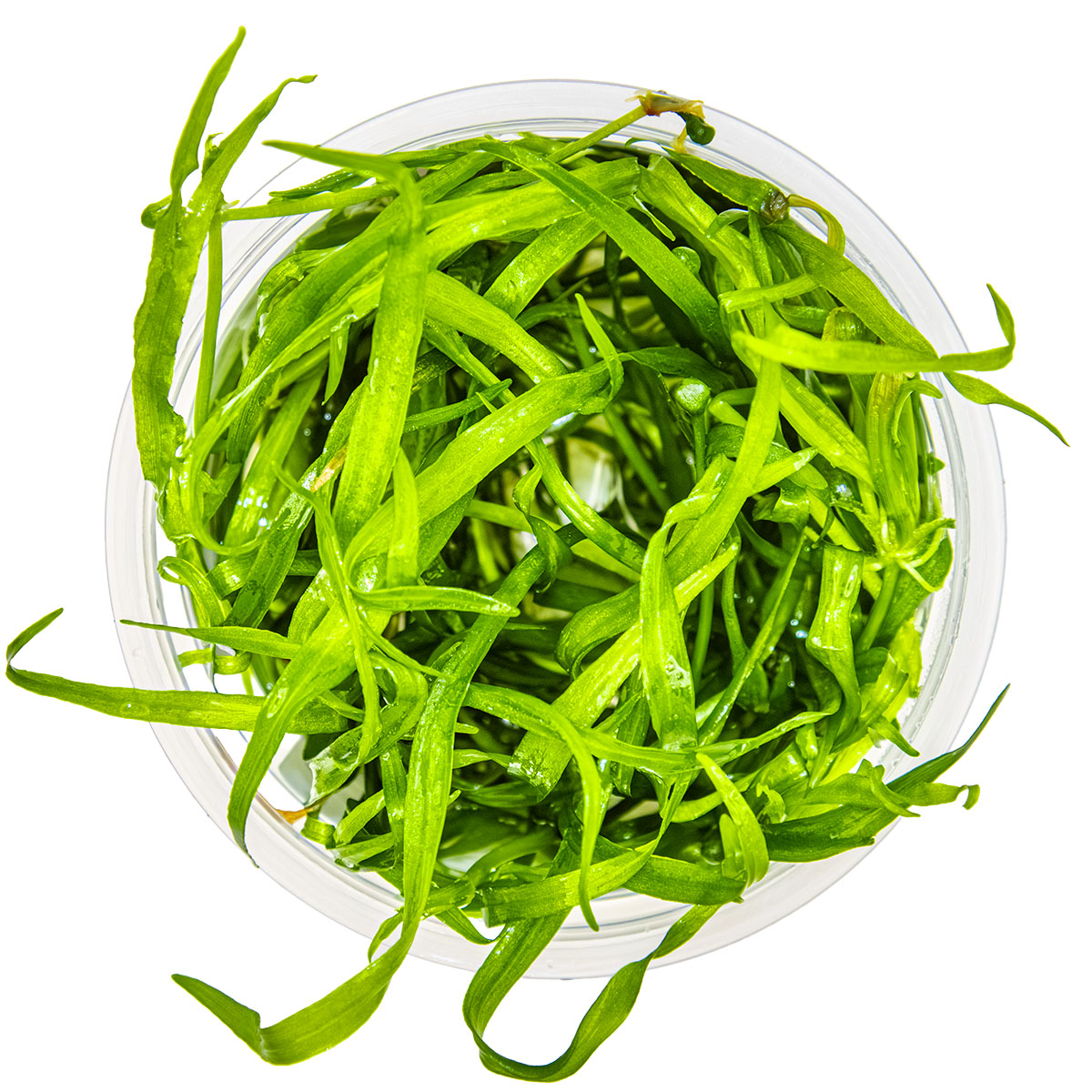 Helanthium tenellum 'Green'