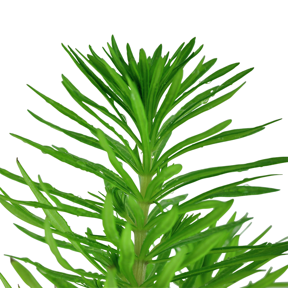 Pogostemon deccanensis