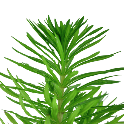 Pogostemon deccanensis