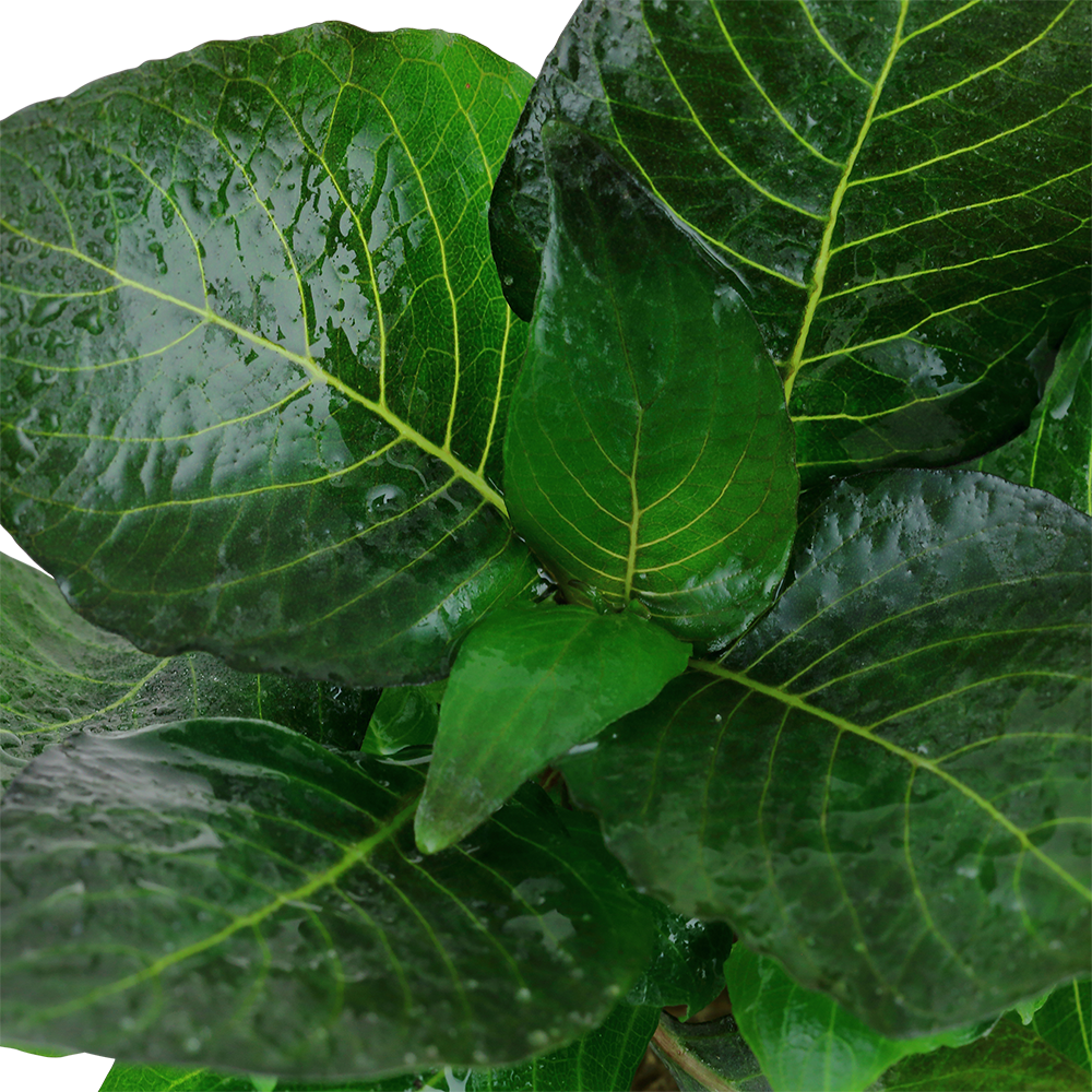 Hygrophila corymbosa 'Compact'