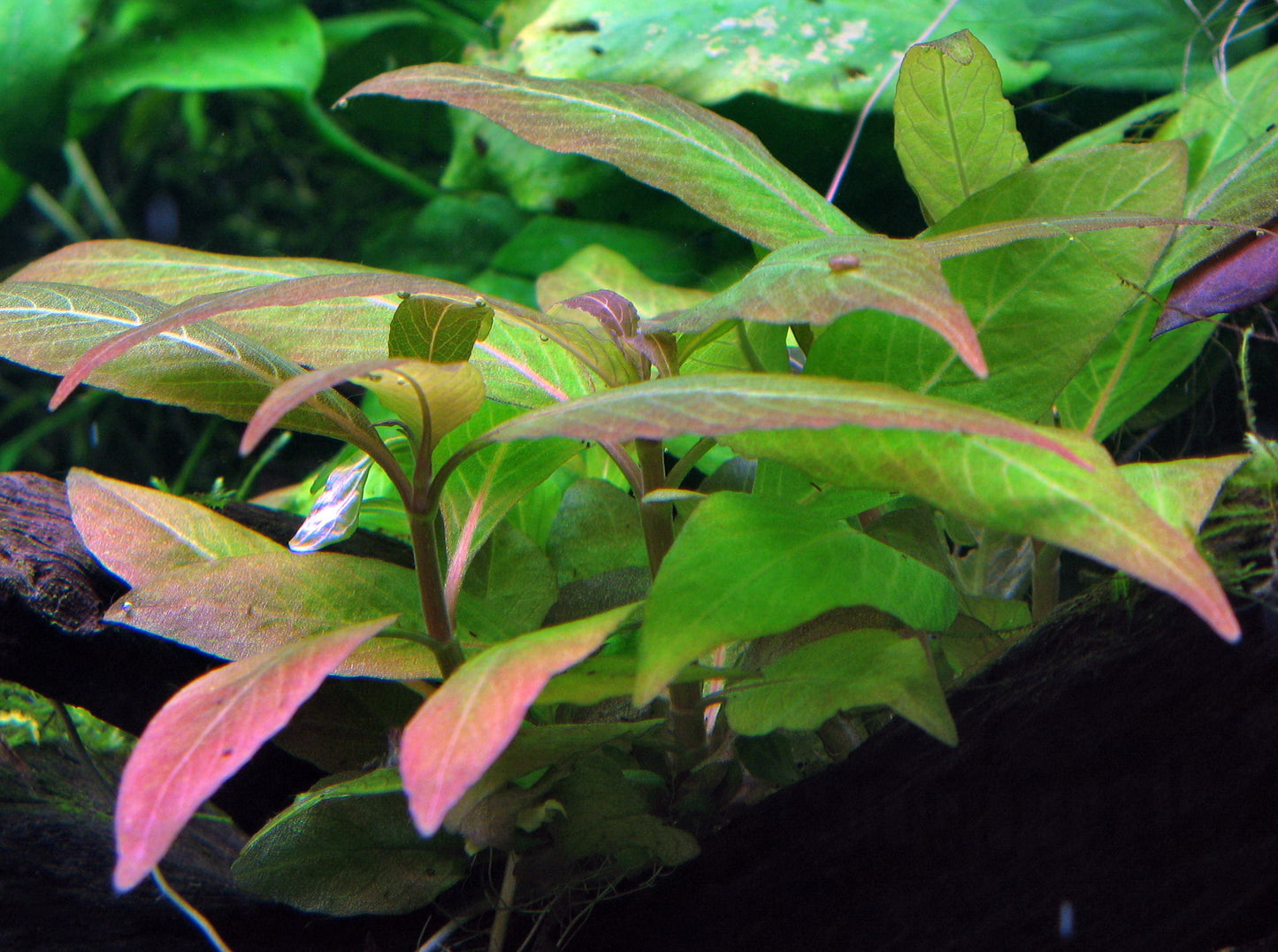 Hygrophila corymbosa 'Compact'