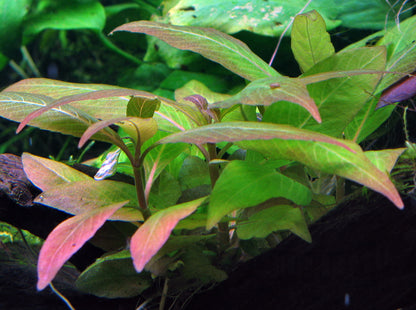 Hygrophila corymbosa 'Compact'