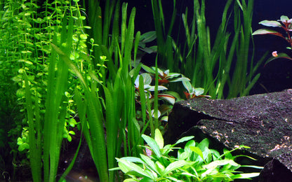 Vallisneria americana 'Natans'