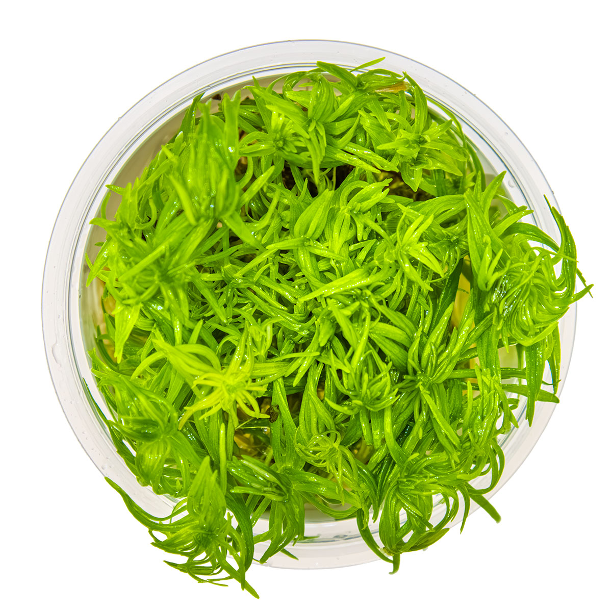 Pogostemon deccanensis