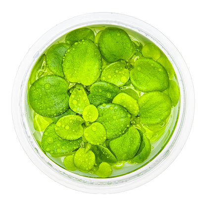 Limnobium laevigatum