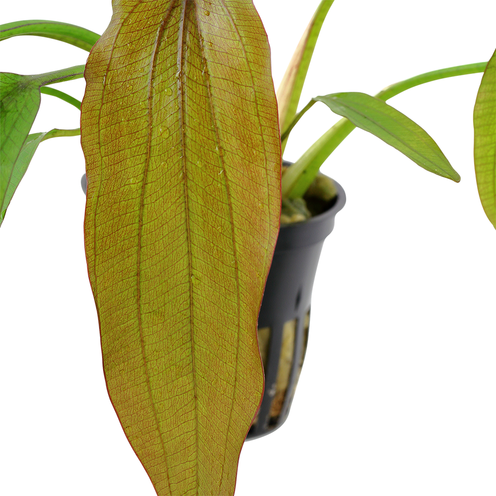 Echinodorus 'Red Diamond'