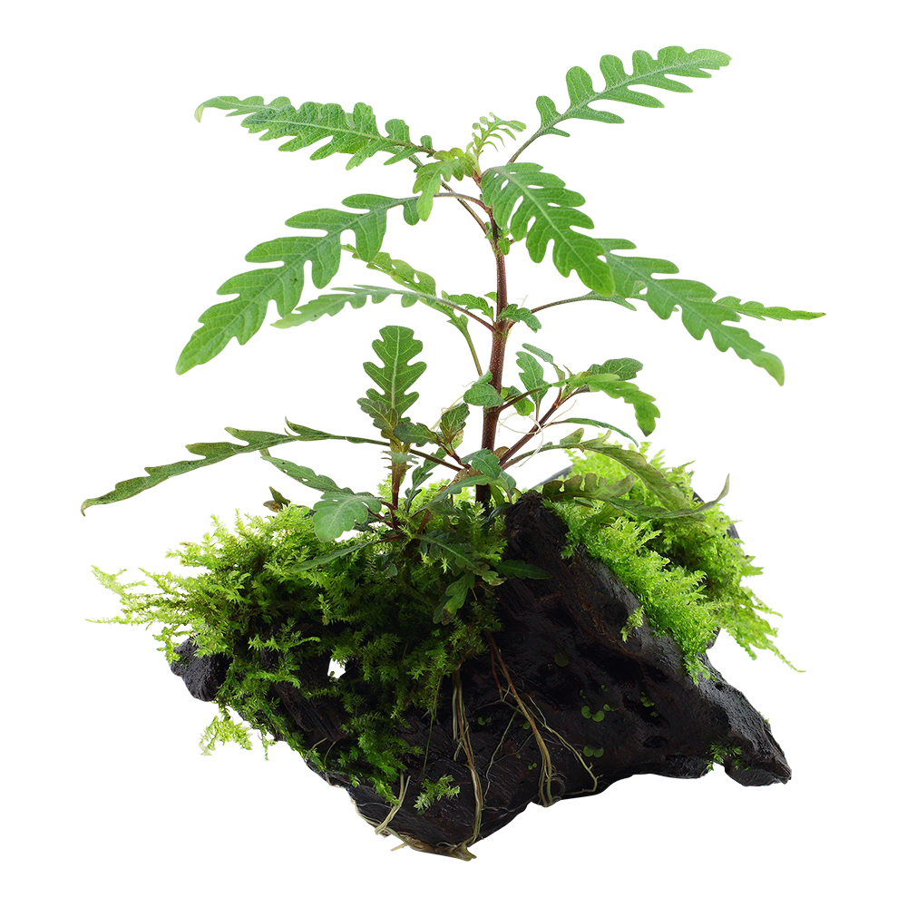 Hygrophila pinnatifida