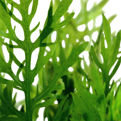 Hygrophila difformis