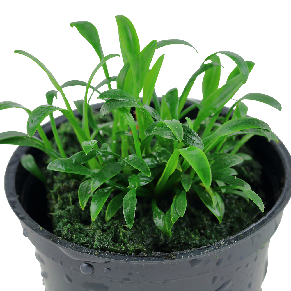 Cryptocoryne parva