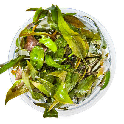Cryptocoryne undulata 'Broad Leaf'