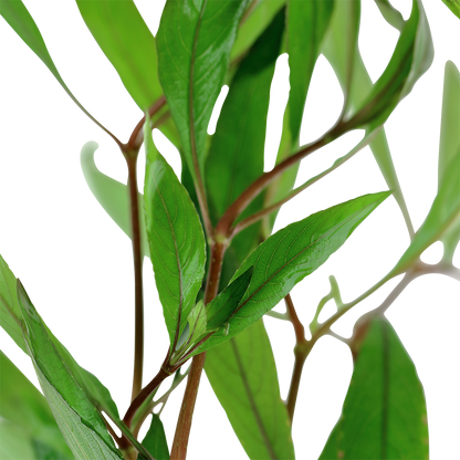 Hygrophila corymbosa