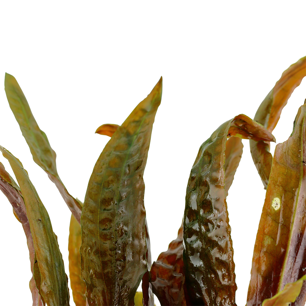 Cryptocoryne usteriana