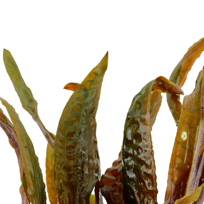 Cryptocoryne usteriana