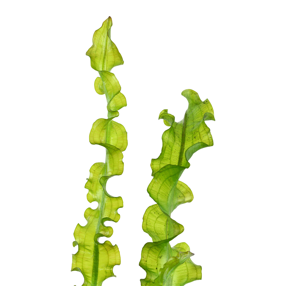 Aponogeton longiplumulosus