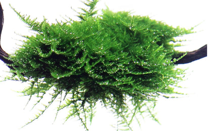 Vesicularia montagnei 'Christmas Moss'