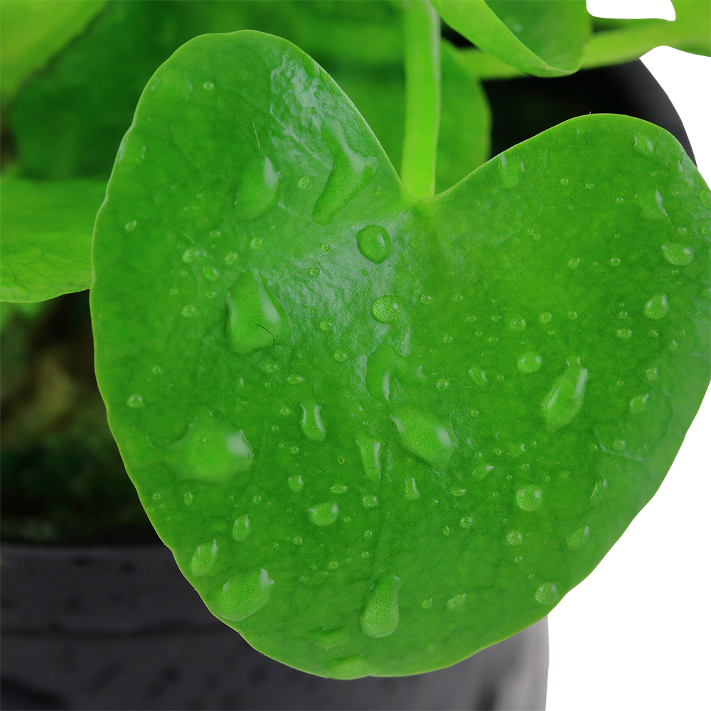 Nymphoides hydrophylla 'Taiwan'