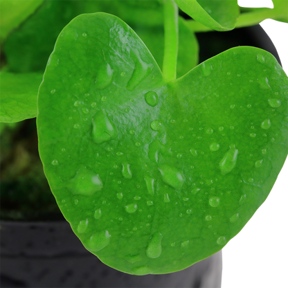 Nymphoides hydrophylla 'Taiwan'