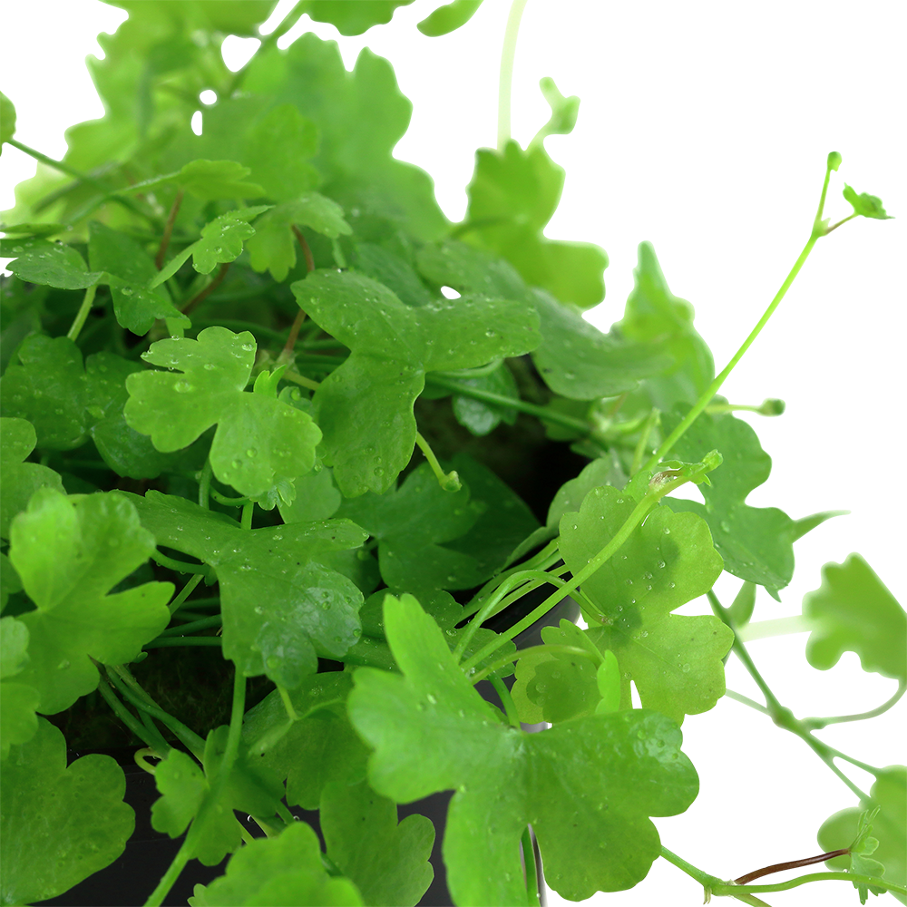 Hydrocotyle tripartita