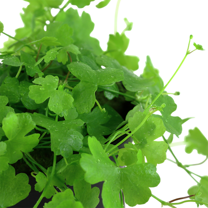 Hydrocotyle tripartita