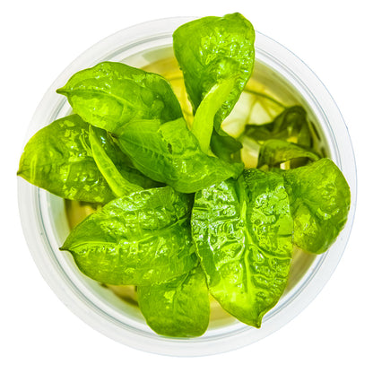 Echinodorus grisebachii 'Tropica'