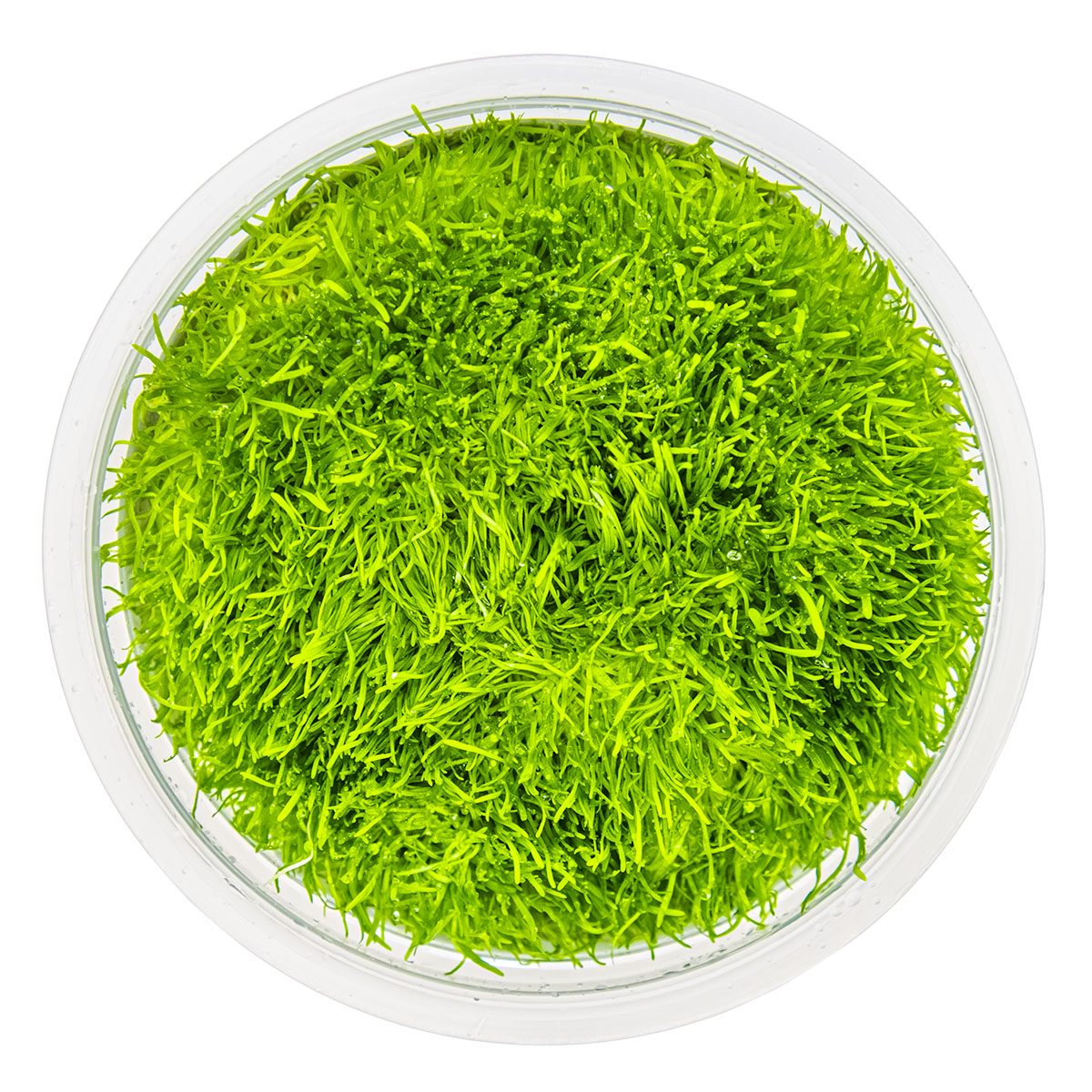 Utricularia graminifolia