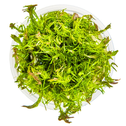 Rotala wallichii