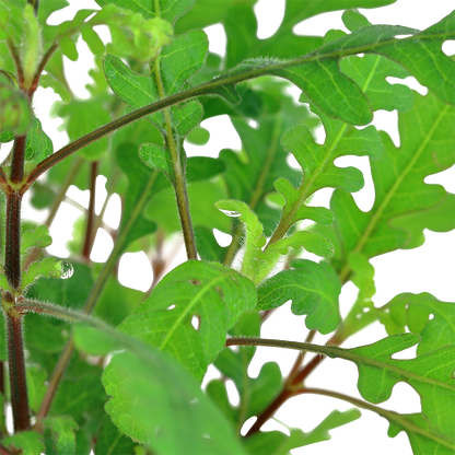 Hygrophila pinnatifida