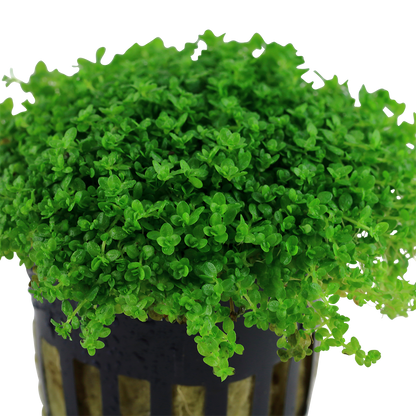 Micranthemum callitrichoides 'Cuba'