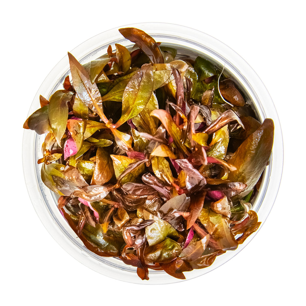 Alternanthera reineckii 'Mini'