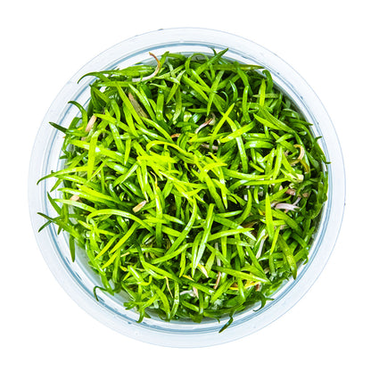 Lilaeopsis brasiliensis