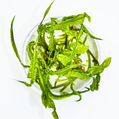 Cryptocoryne crispatula