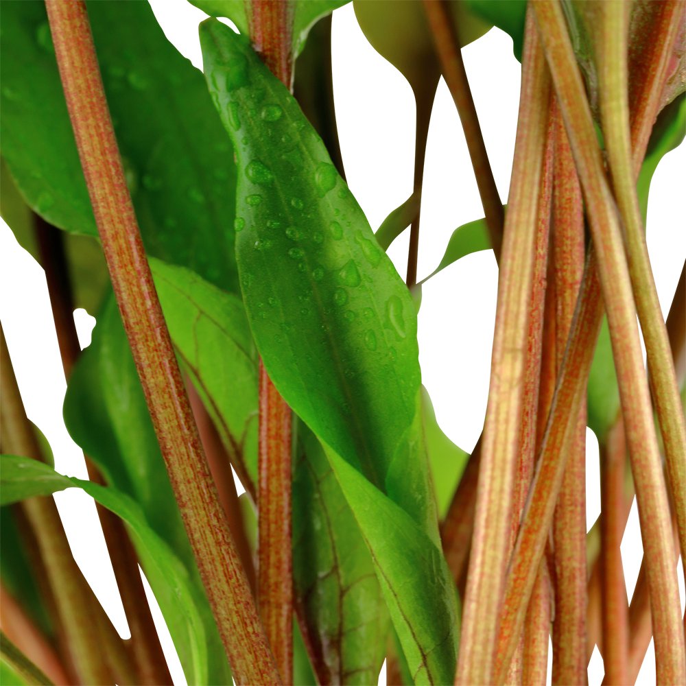 Cryptocoryne undulata 'Broad Leaf'