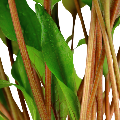 Cryptocoryne undulata 'Broad Leaf'