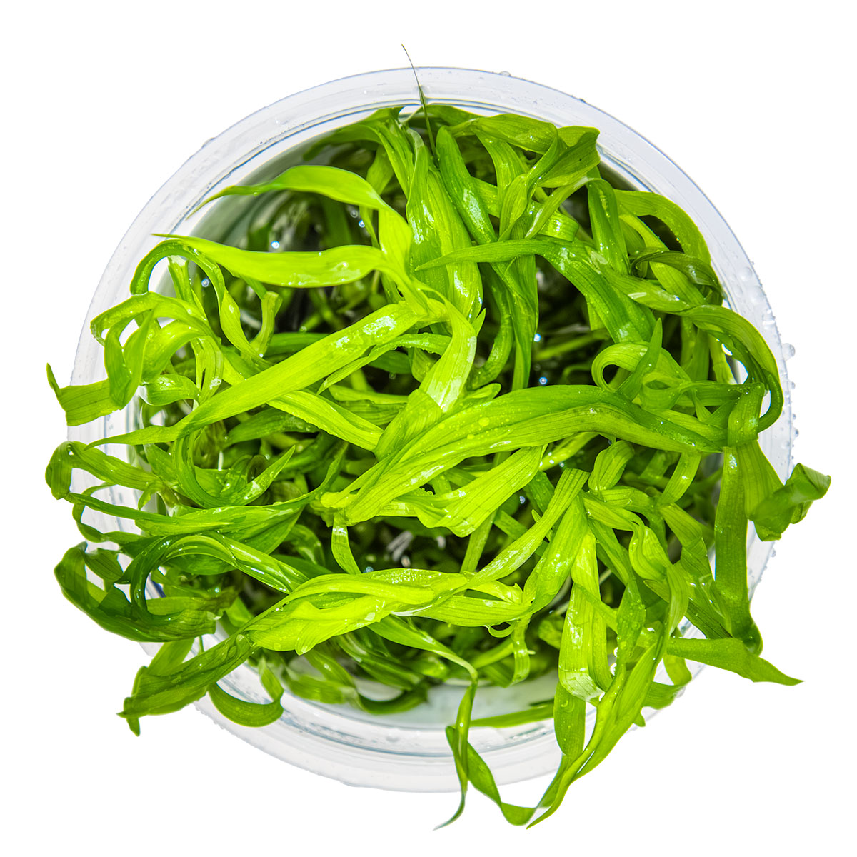 Heteranthera zosterifolia