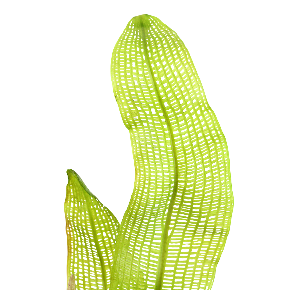 Aponogeton madagascariensis