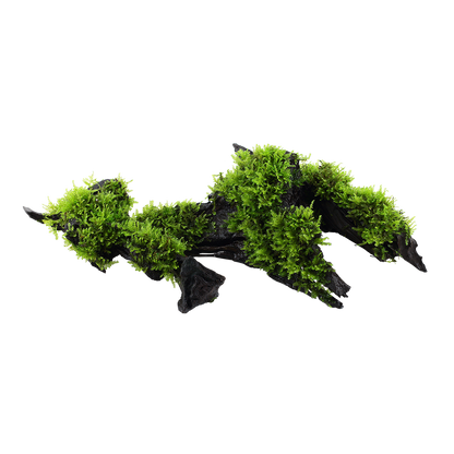 Vesicularia montagnei 'Christmas Moss'