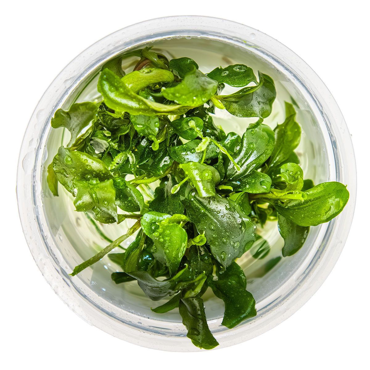 Bucephalandra pygmaea 'Bukit Kelam'