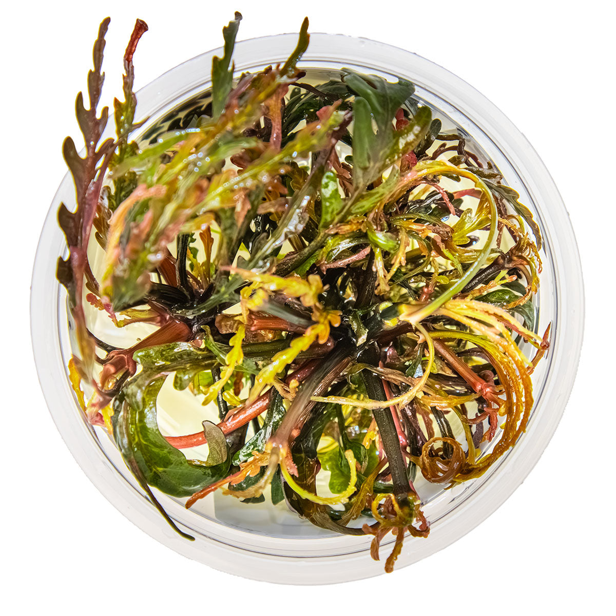 Hygrophila pinnatifida