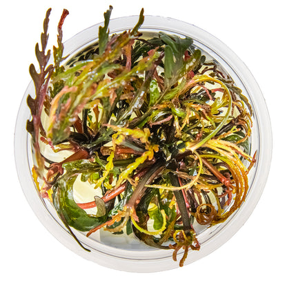 Hygrophila pinnatifida